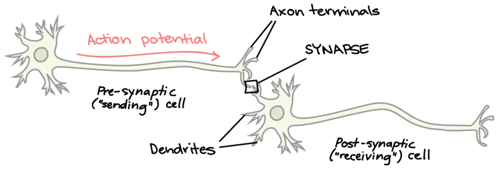 action potential and synaptic transmission