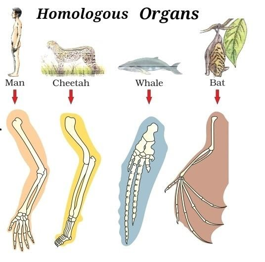 homologous evolution