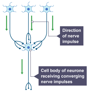 nerve impulse reaching the cell body of neuron