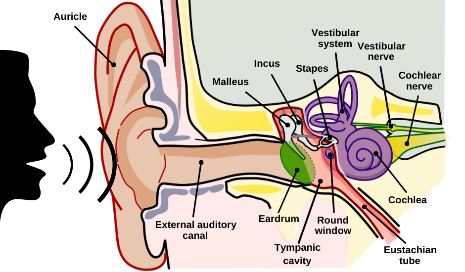 peripheral component of auditory system